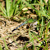 Eastern Pondhawk Dragonfly (immature male)