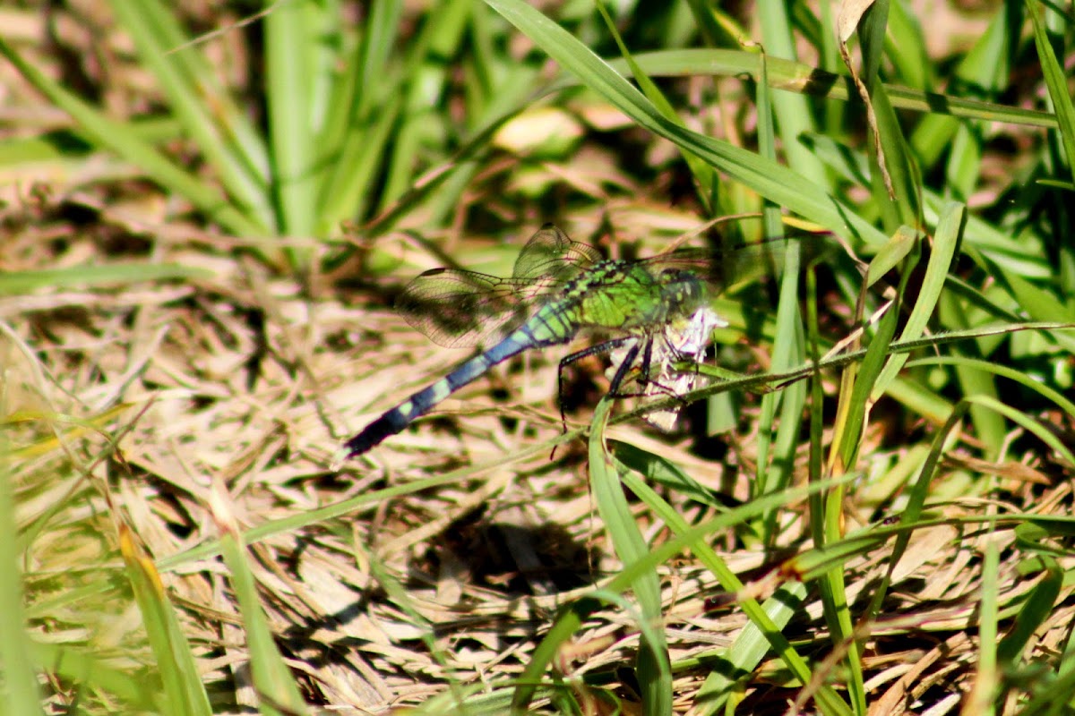 Eastern Pondhawk Dragonfly (immature male)