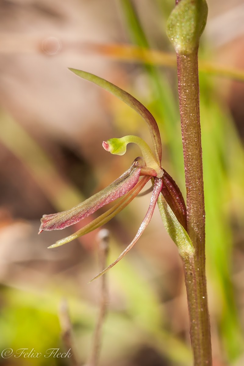 Winter Gnat Orchid