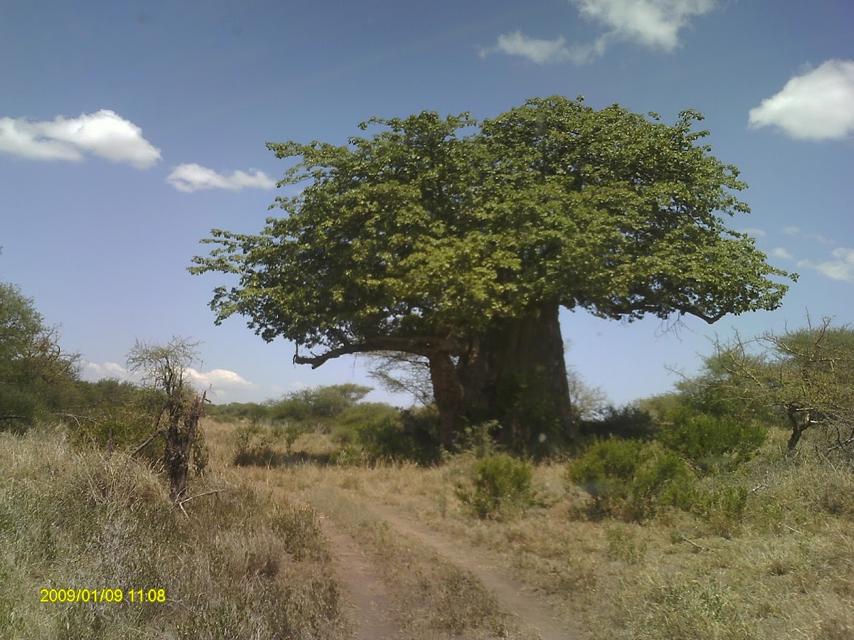 Baobab