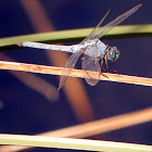 Blue Dasher