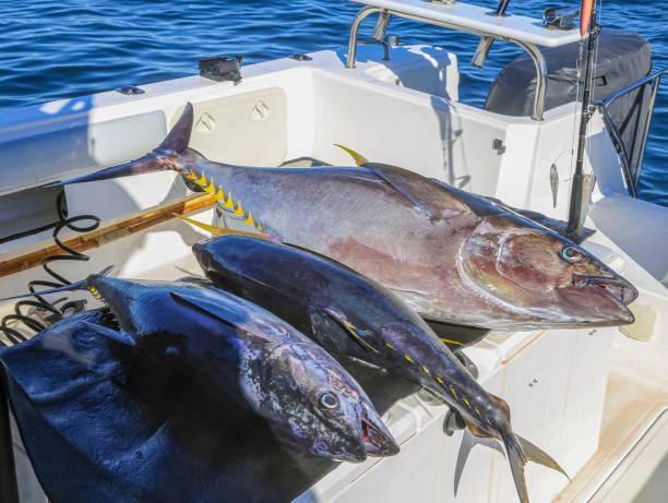 Three yellowfin tuna on the background of sea water on board the boat. Three yellowfin tuna on the background of sea water on board the boat. Fresh caught tuna of different sizes lie on the deck of the yacht after sea fishing. sea fishing in a boat stock pictures, royalty-free photos & images