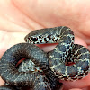 Juvenile Eastern Yellow Bellied Racer