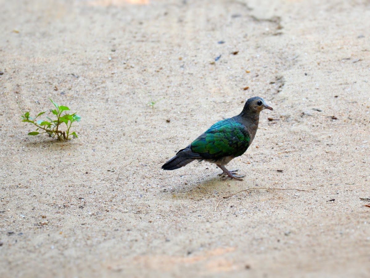 Emerald Dove