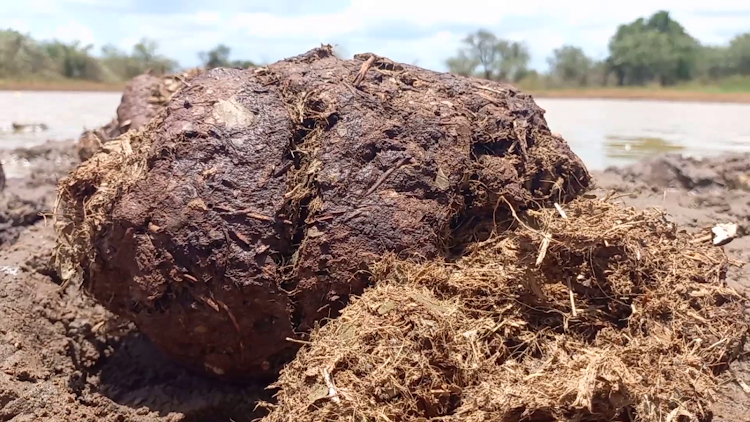 Elephant dung