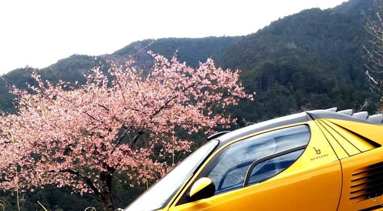 AZ-1のドライブ・花とコラボ・花と愛車・春・梅の花に関するカスタム事例の投稿画像3枚目