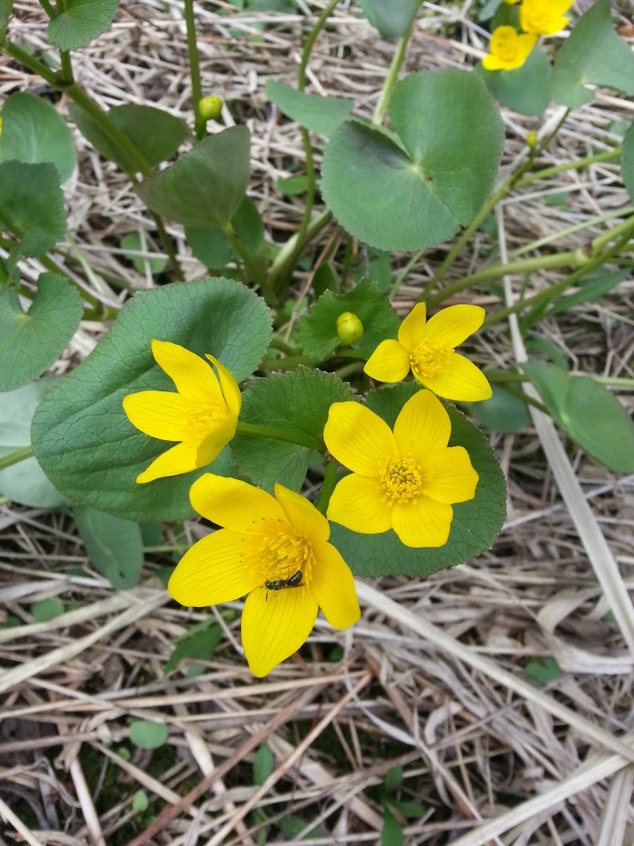 Marsh Marigold