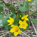 Marsh Marigold