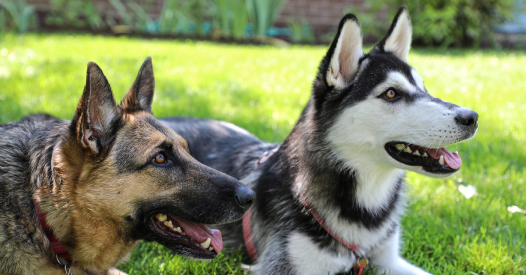 Pastor Alemán y Husky tumbado en el césped