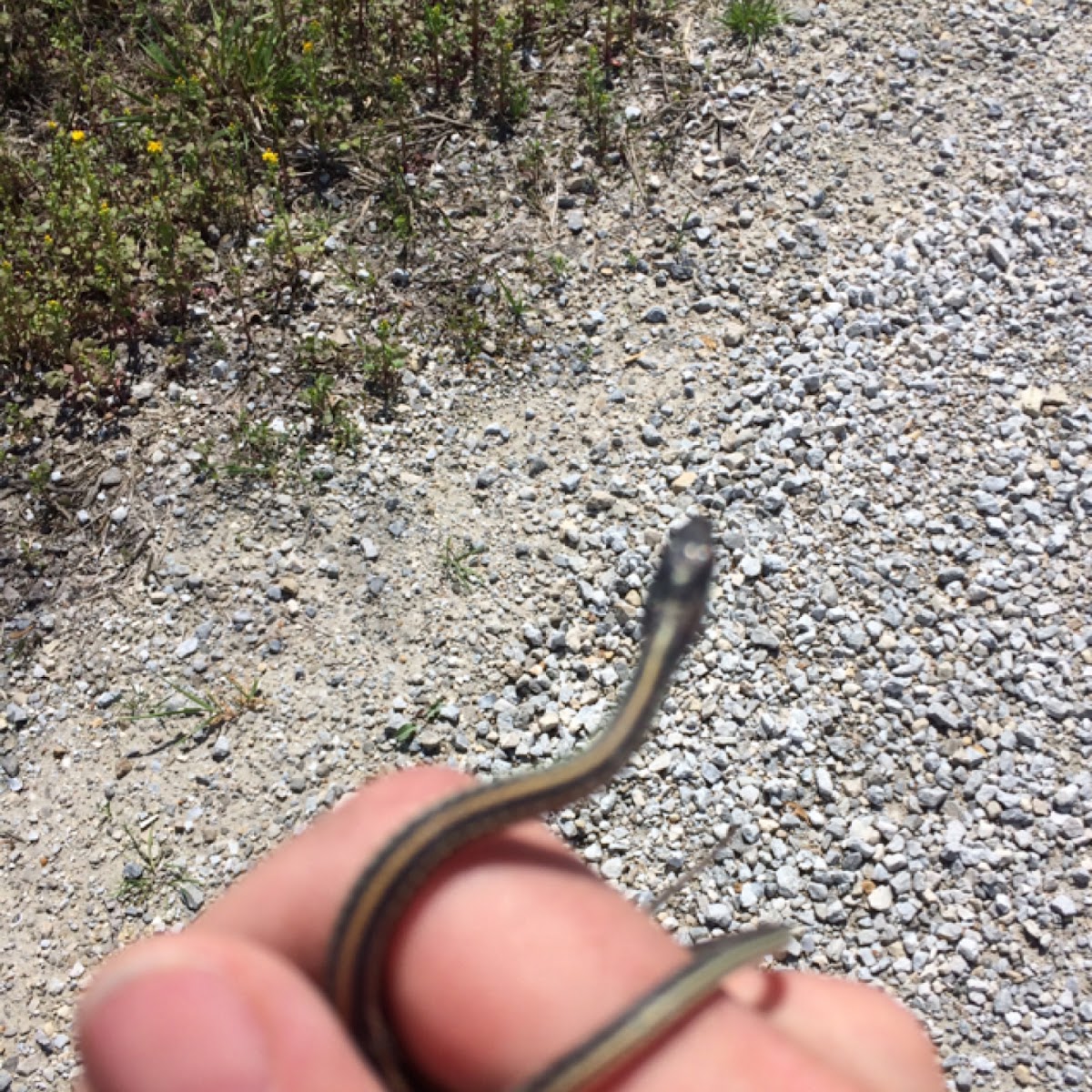 Ribbon Snake