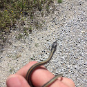 Ribbon Snake