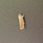 A Small Brown Insect