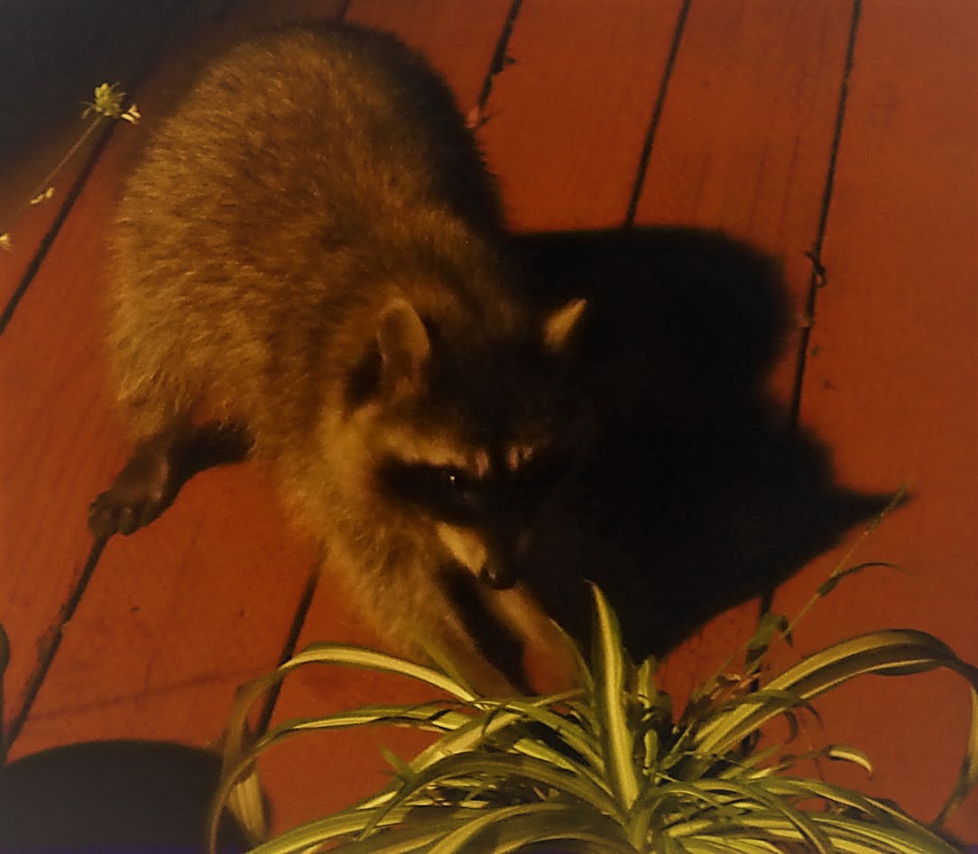 raccoon