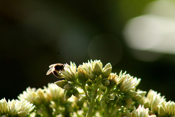 Impollinazione di giuliaf