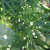 Lesser daisy fleabane