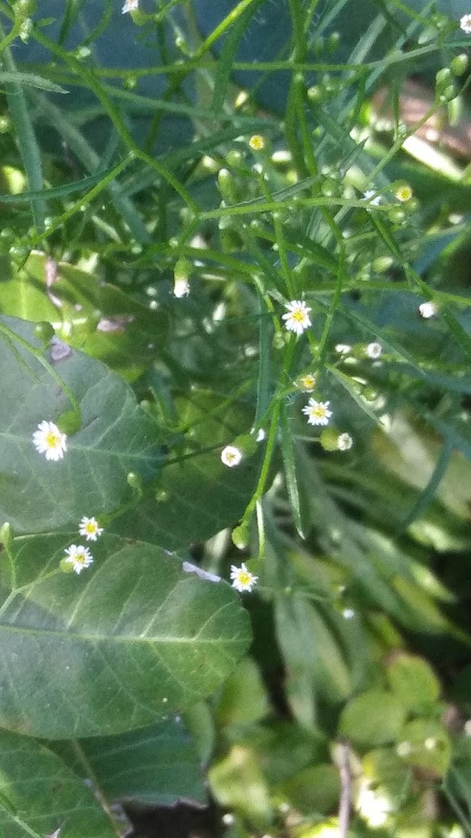 Lesser daisy fleabane