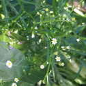 Lesser daisy fleabane