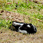 Australian Magpie