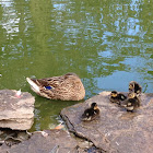 Mallard (Female with chicks)