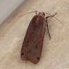 Large yellow underwing