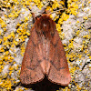 Lined Ruby Tiger Moth - 8157