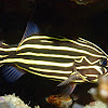 Six-Lined Soapfish