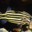 Six-Lined Soapfish