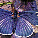 Mariposa