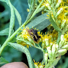 Jagged Ambush Bug