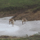 caribou