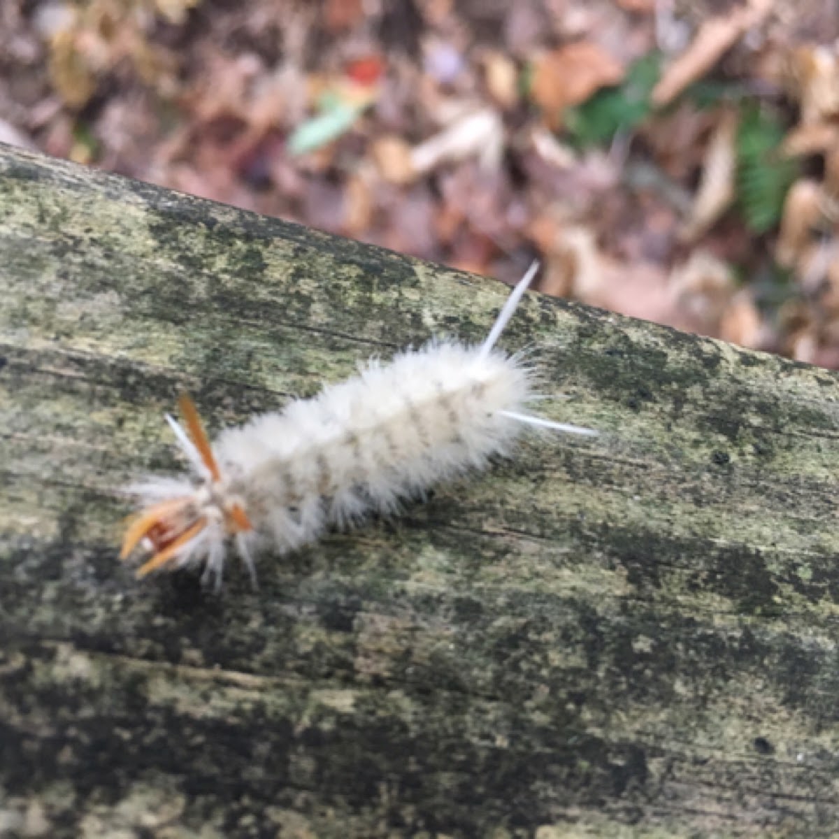 Sycamore tussock moth caterpillar