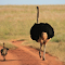 Item logo image for Ostrich mother and child