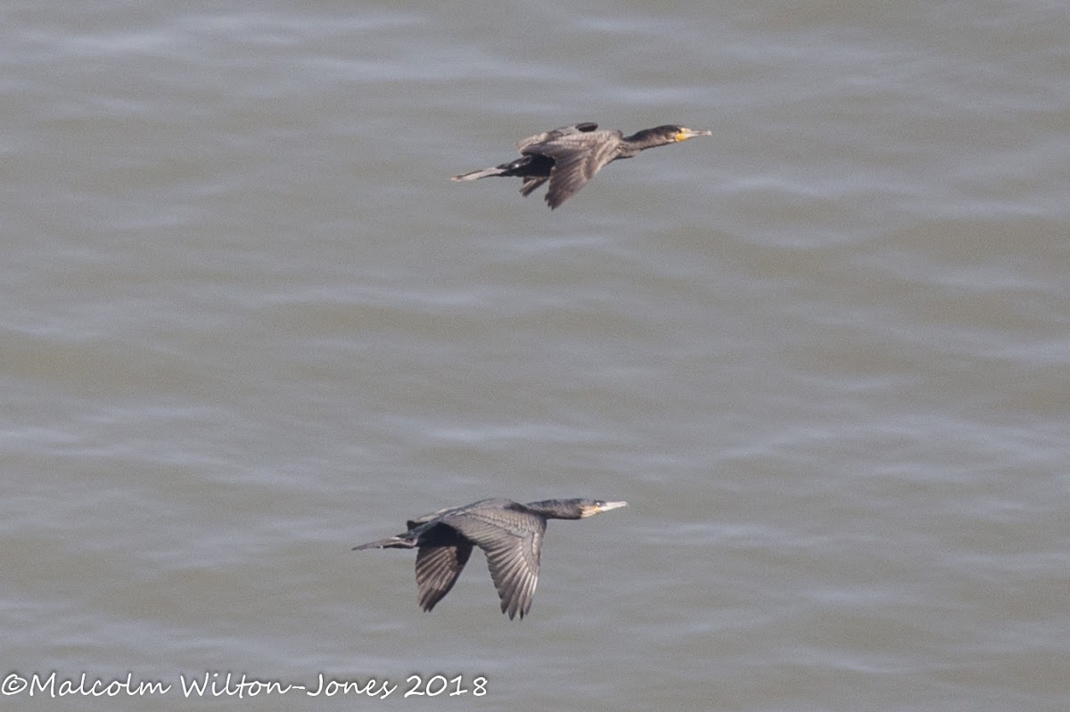 Cormorant