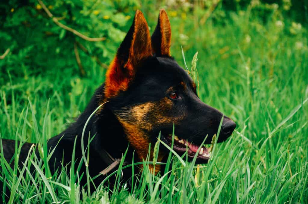 Cachorro GSD con orejas apuntando hacia arriba