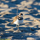 Killdeer