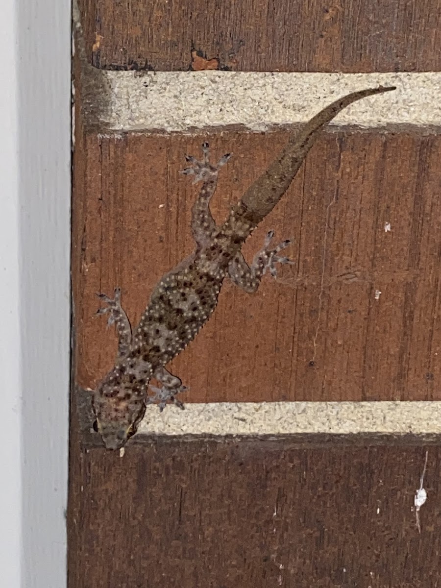 Mediterranean gecko