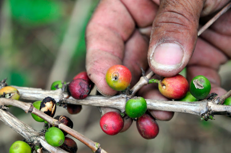 The best pesticides used to control the coffee berry borer all contain Cypermethrin and Chlorpyrifos, the two ingredients recommended for a ban in Kenya.