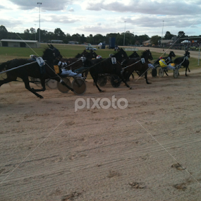Harness Racing returns to Wedderburn by Tay Pratt - Animals Horses