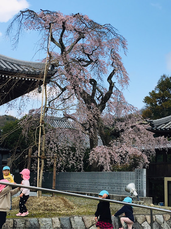 ライズのRAIZE・桜と愛車・discover_ct・桜の名所・スーパーGT開幕戦チケットに関するカスタム事例の投稿画像8枚目