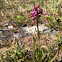 Elephanthead lousewort