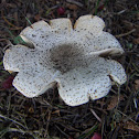 Mushroom (as yet unidentified)