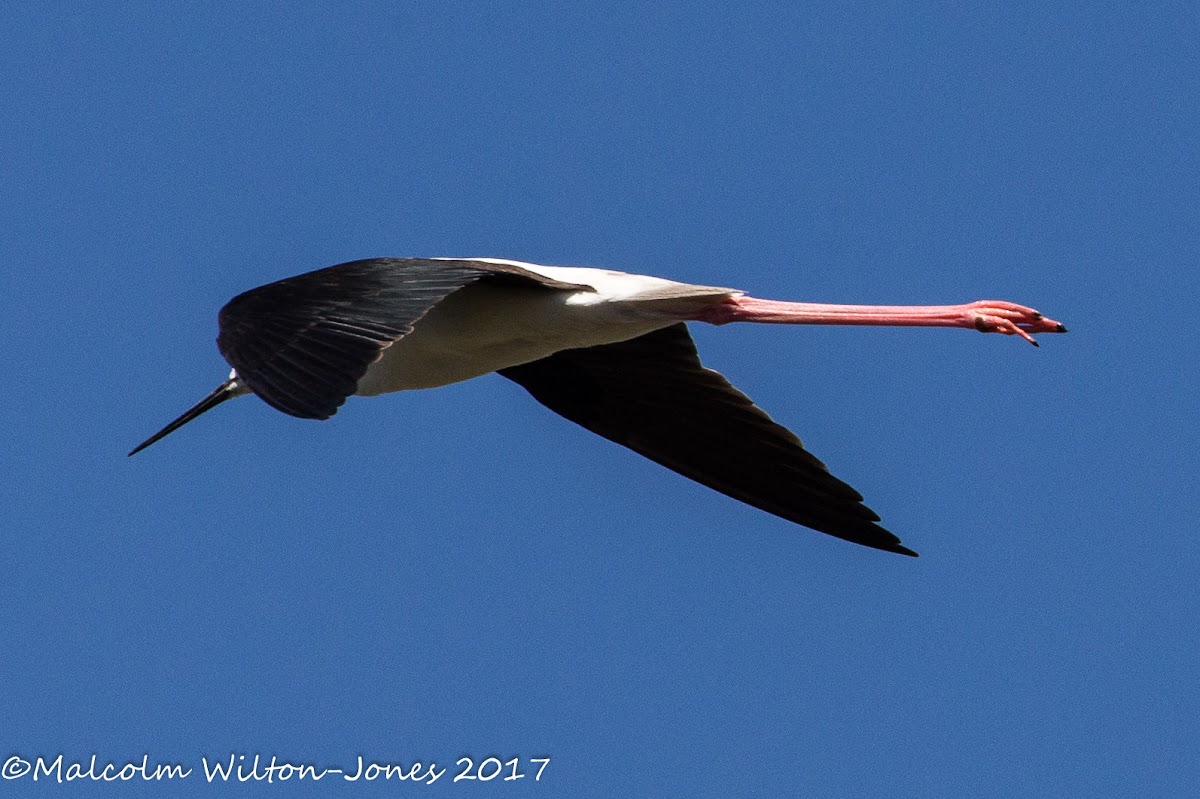 Black-winged Stilt; Cigüeñuela