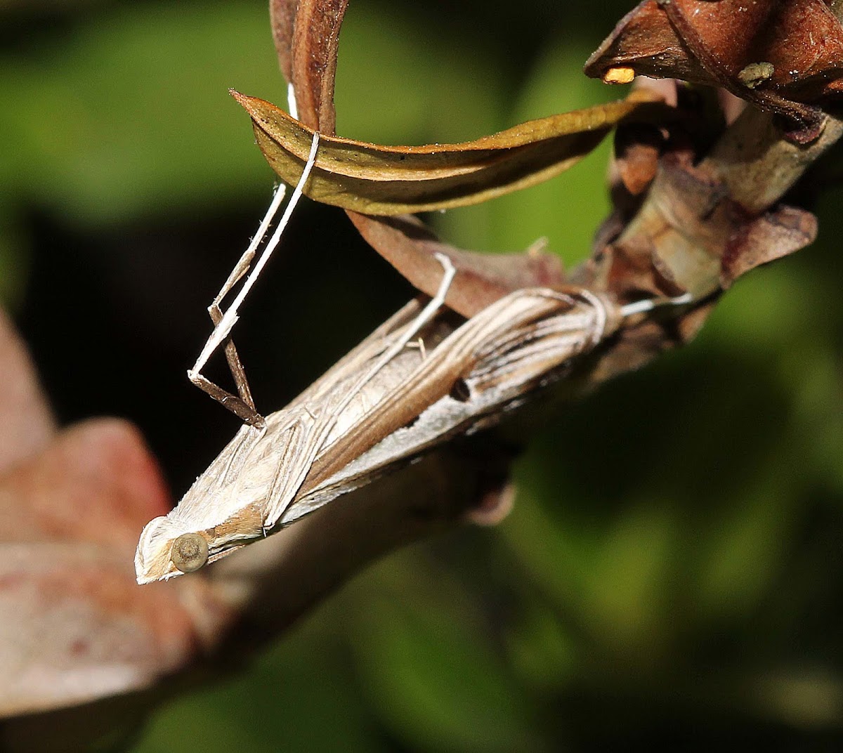 Crambid Snout Moth