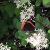 Red admiral