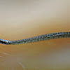 Blotched Water Snake