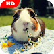 Download Guinea Pig Wallpaper HD For PC Windows and Mac