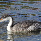 Western Grebe