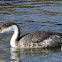 Western Grebe