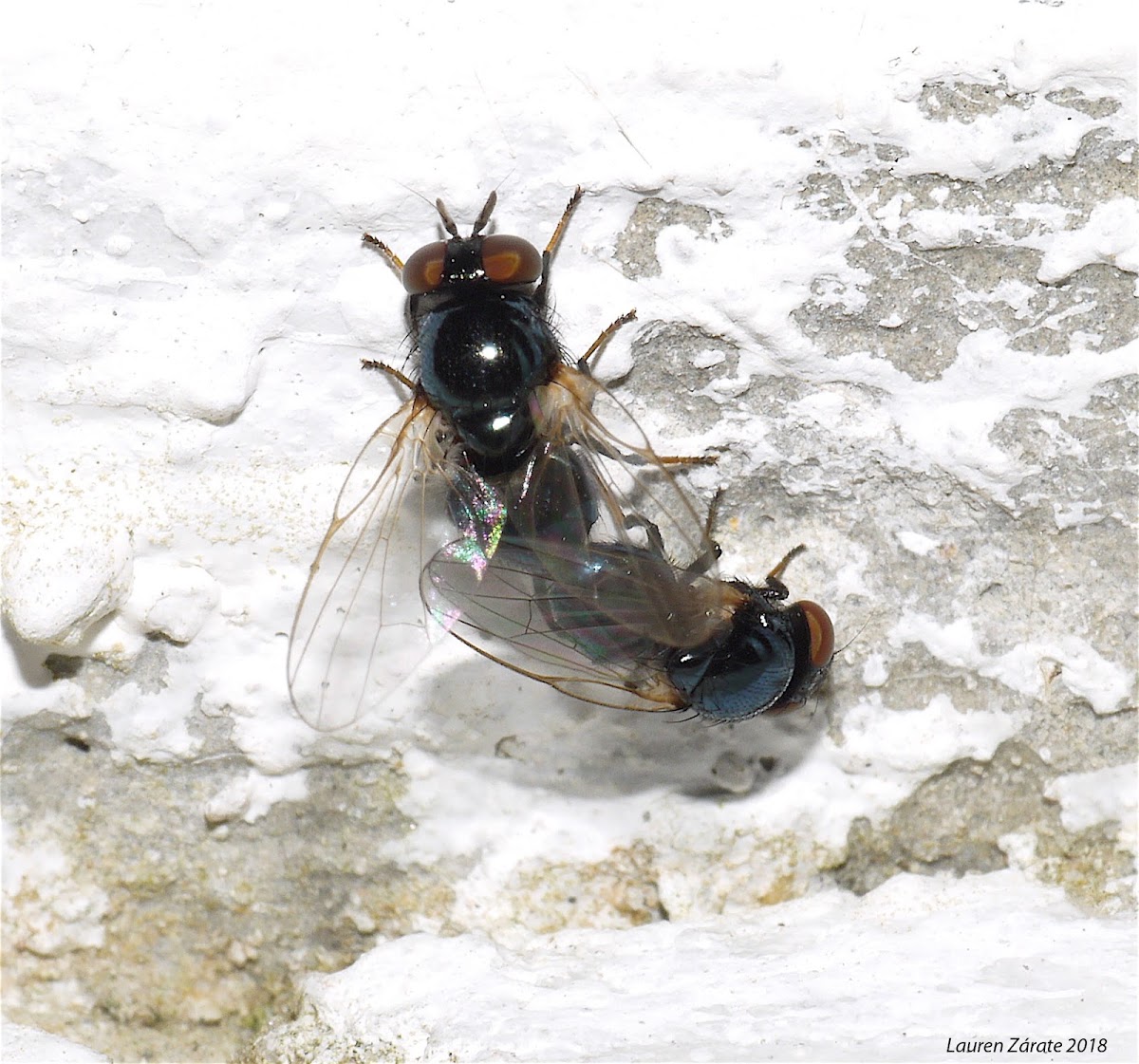 Lauxaniid Flies Mating