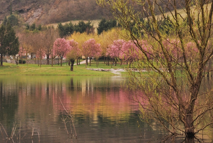 L'idro tinto di rosa... di teo2000